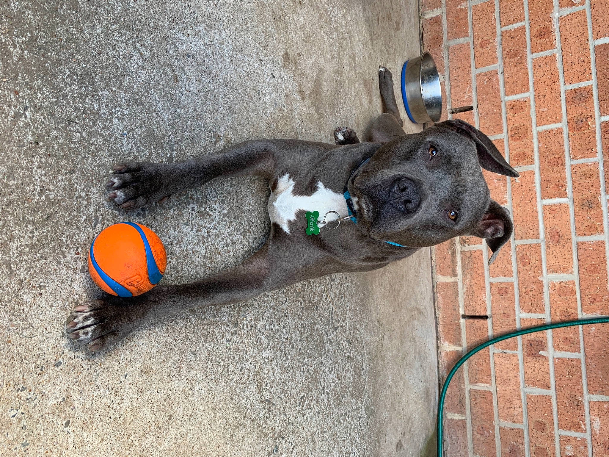 Hulk joined the competition — help win amazing prizes! asphalt, carnivore, collar, companion_dog, dog, dog_breed, dog_collar, dog_supply, electric_blue, fashion_accessory, fawn, grey, leash, pet_supply, sidewalk, snout, sporting_group, tail, walking_shoe, working_animal