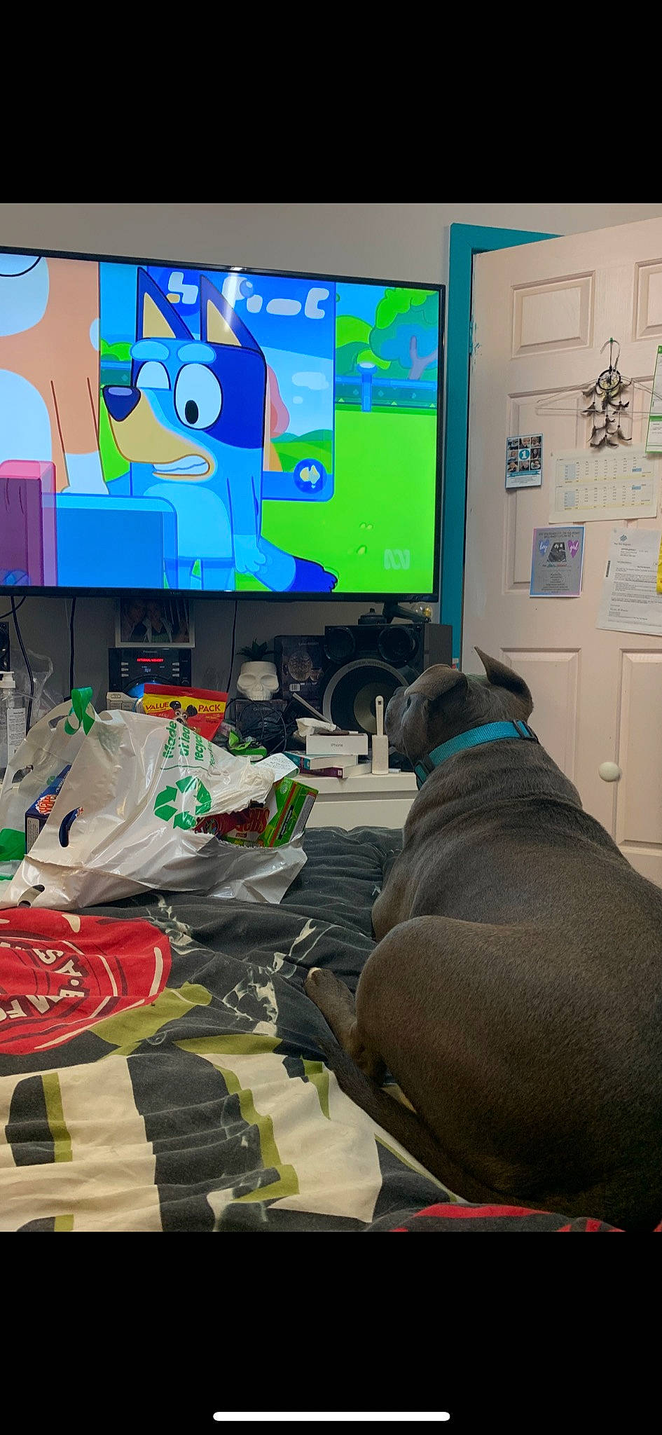 Hulk is registered to the contest to win money with this photo: art, carmine, carnivore, comfort, companion_dog, display_device, dog, dog_supply, event, green, led_backlit_lcd_display, multimedia, outdoor_shoe, output_device, personal_protective_equipment, room, sportswear, television, visual_arts, walking_shoe