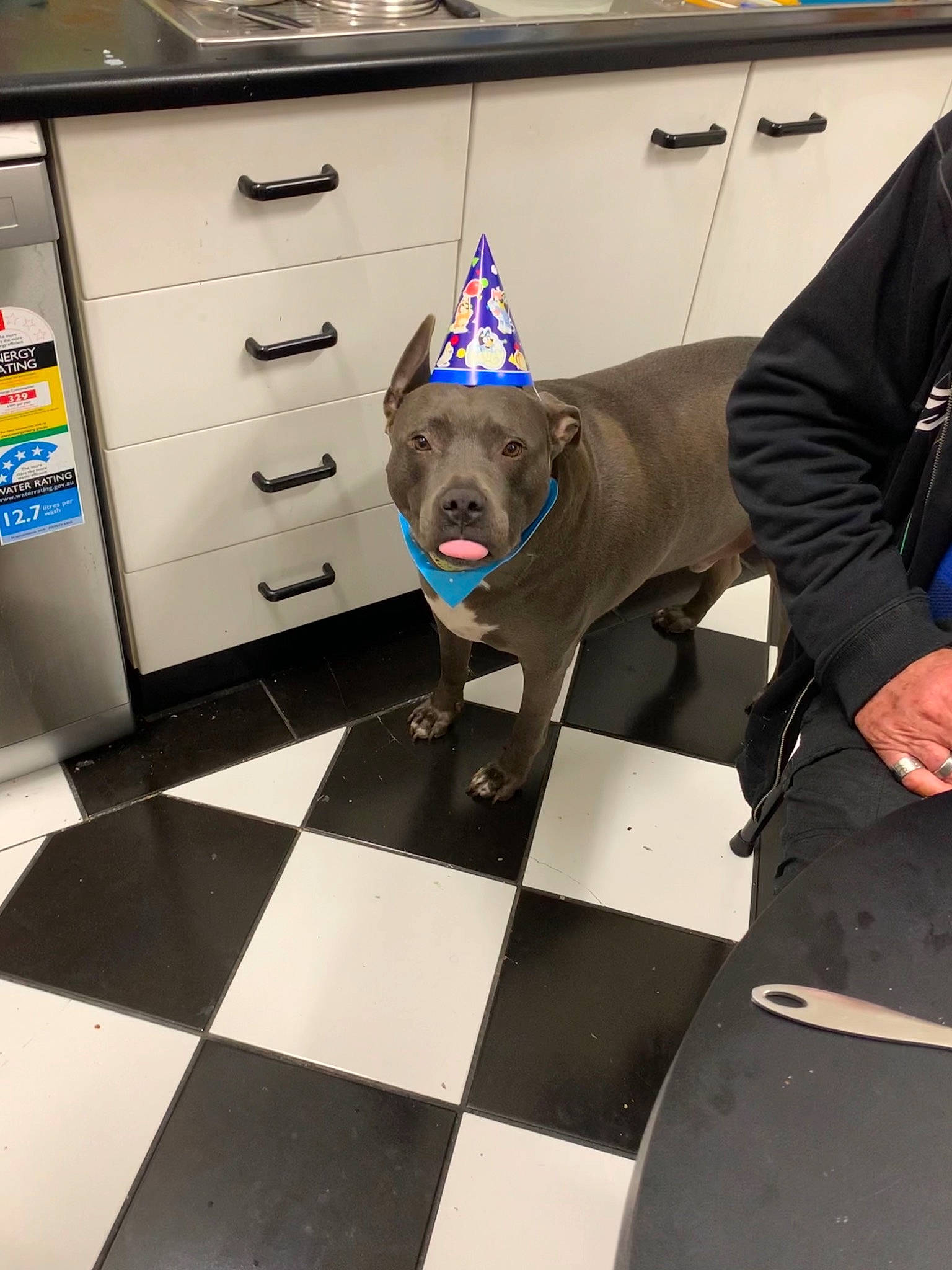 Hulk joined the competition — help win amazing prizes! cabinetry, canidae, carnivore, chest_of_drawers, companion_dog, dog, dog_breed, dog_supply, drawer, fawn, felidae, floor, flooring, hardwood, party_hat, selfie, snout, sporting_group, wood, working_animal