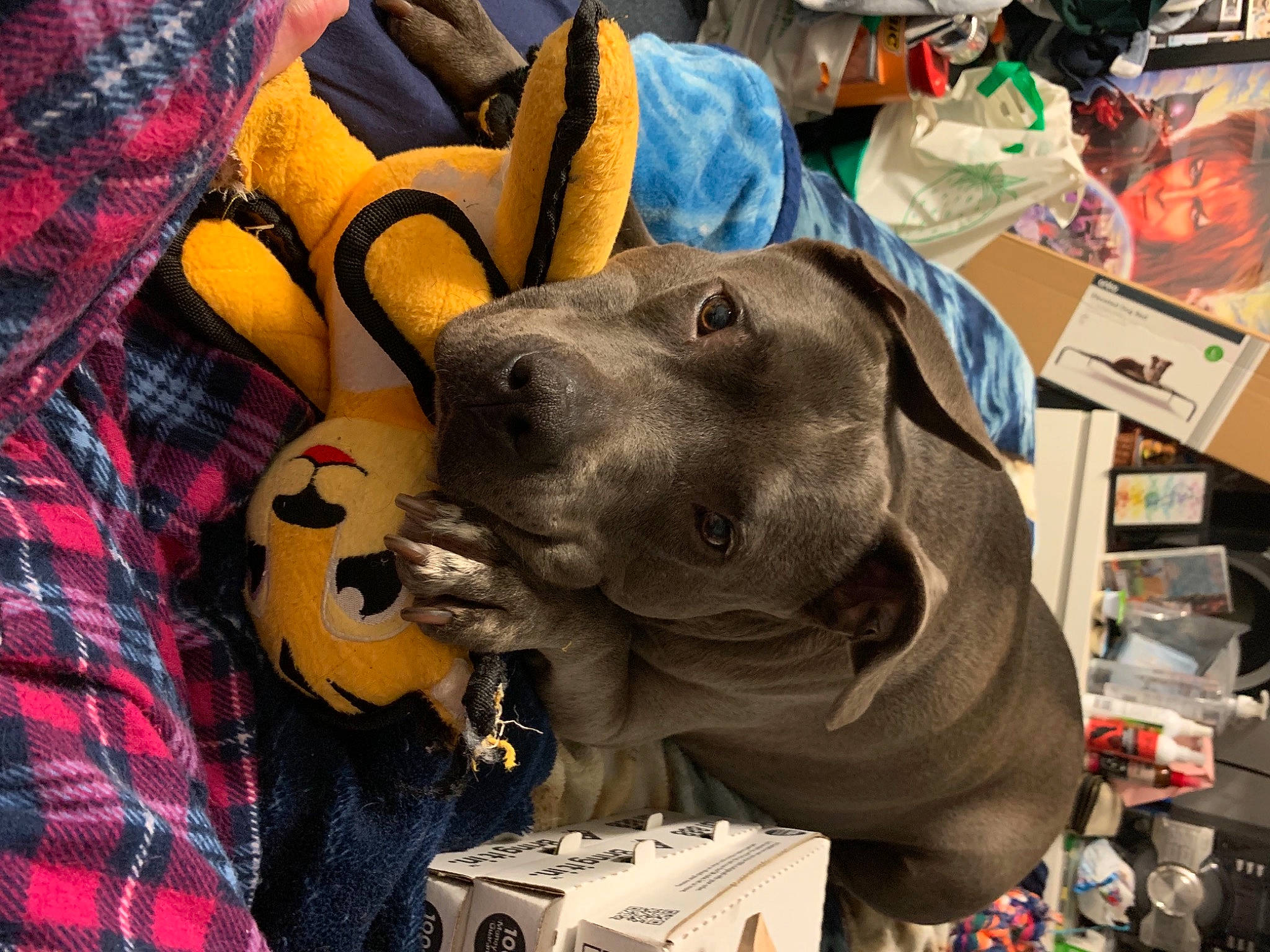 Hulk is registered to the contest to win money with this photo: backpack, bag, box, carnivore, comfort, companion_dog, dog, dog_breed, fawn, hat, helmet, luggage_and_bags, pattern, personal_protective_equipment, plaid, snout, sporting_group, tartan, weimaraner, working_animal