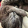 Luna is registered to the contest to win money with this photo: cat, gray_cat, sleeping, curled_up, paw, fur, cozy, nap, pet, animal, whiskers, close_up, cute, relaxed, feline, indoor, soft, resting, domestic_animal, adorable