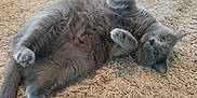 Luna is registered to the contest to win money with this photo: cat, gray_cat, pet, animal, feline, carpet, indoor, cute, fluffy, paws, green_eyes, relaxed, lying_down, looking_at_camera, whiskers, fur, playful, cozy, domestic_cat, resting