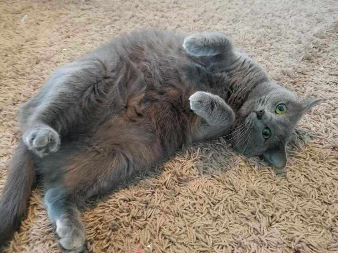 Luna
