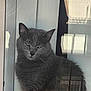 Luna is registered to the contest to win money with this photo: cat, grey_cat, window, reflection, glass, indoor, pet, animal, feline, ears, whiskers, sitting, portrait, fur, house, balcony, shadow, expression, closeup, domestic_cat