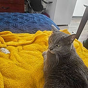 Luna is registered to the contest to win money with this photo: cat, gray_cat, blanket, yellow_blanket, bed, blue_bedspread, furniture, dresser, chair, refrigerator, indoor, pet, fur, relaxed, animal, home, cozy, resting, domestic, cute