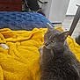 cat, gray_cat, blanket, yellow_blanket, bed, blue_bedspread, furniture, dresser, chair, refrigerator, indoor, pet, fur, relaxed, animal, home, cozy, resting, domestic, cute