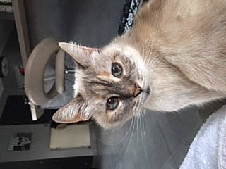 Pitchounette a rejoint le concours — aidez-le/la à gagner de superbes lots ! carnivore, cat, domestic_short_haired_cat, felidae, fur, small_to_medium_sized_cats, snout, whiskers