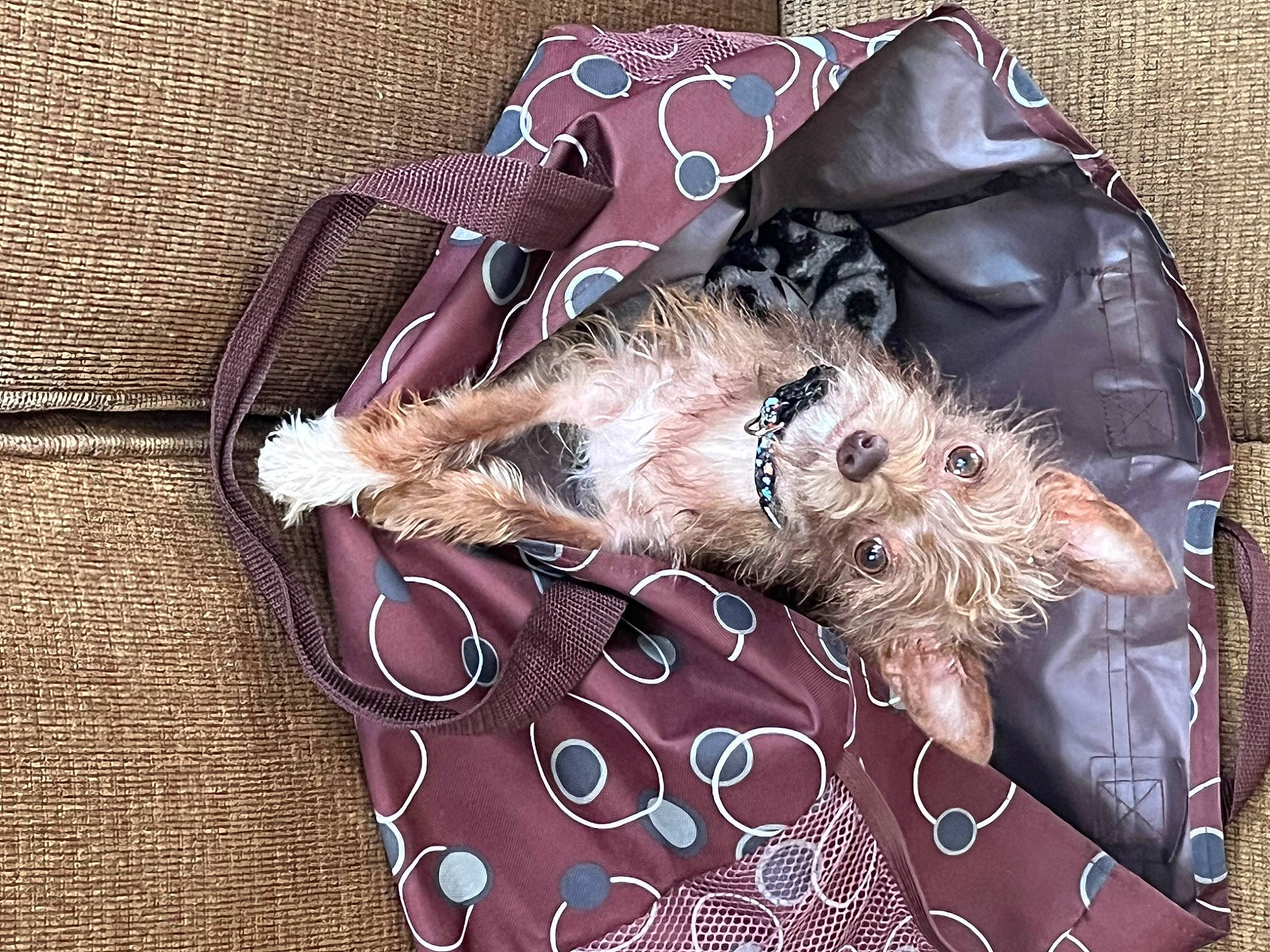 Styles is registered to the contest to win money with this photo: canidae, carnivore, comfort, companion_dog, dog, dog_breed, dog_supply, fashion_accessory, fawn, fur, linens, liver, pattern, sporting_group, terrier, textile, toy_dog, working_animal