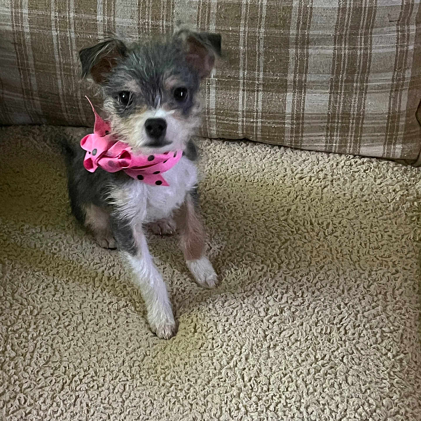 Maggie May