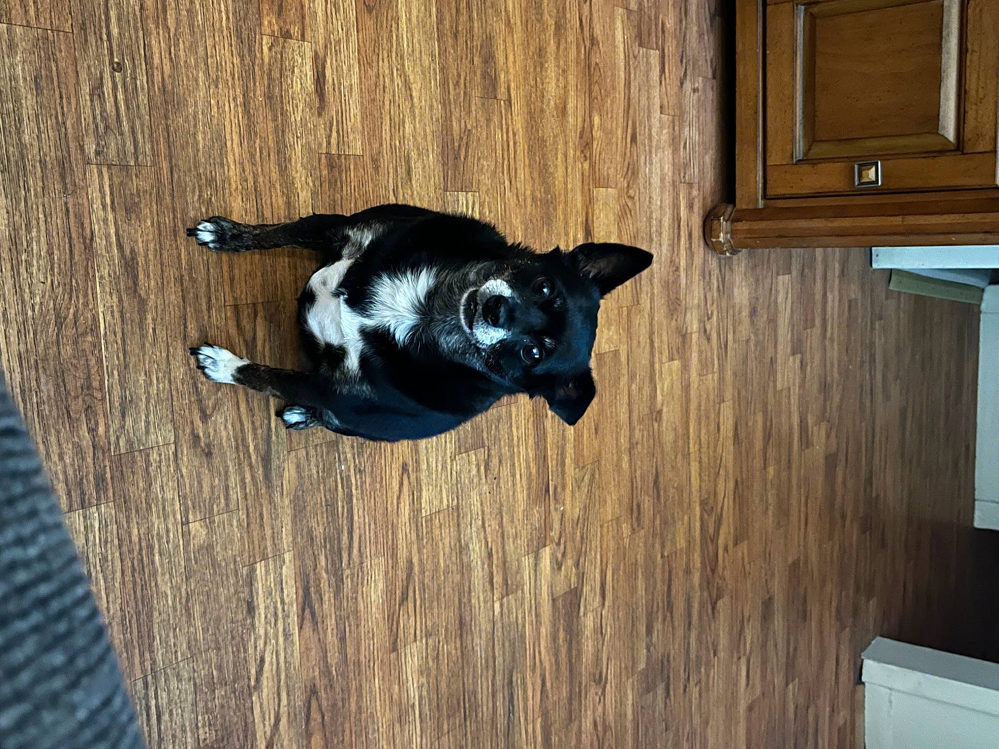 Sugar is registered to the contest to win money with this photo: black_cat, cabinetry, canidae, carnivore, cat, companion_dog, dog_breed, domestic_short_haired_cat, felidae, flooring, fur, hardwood, small_to_medium_sized_cats, snout, sporting_group, tail, whiskers, wood, wood_flooring, wood_stain