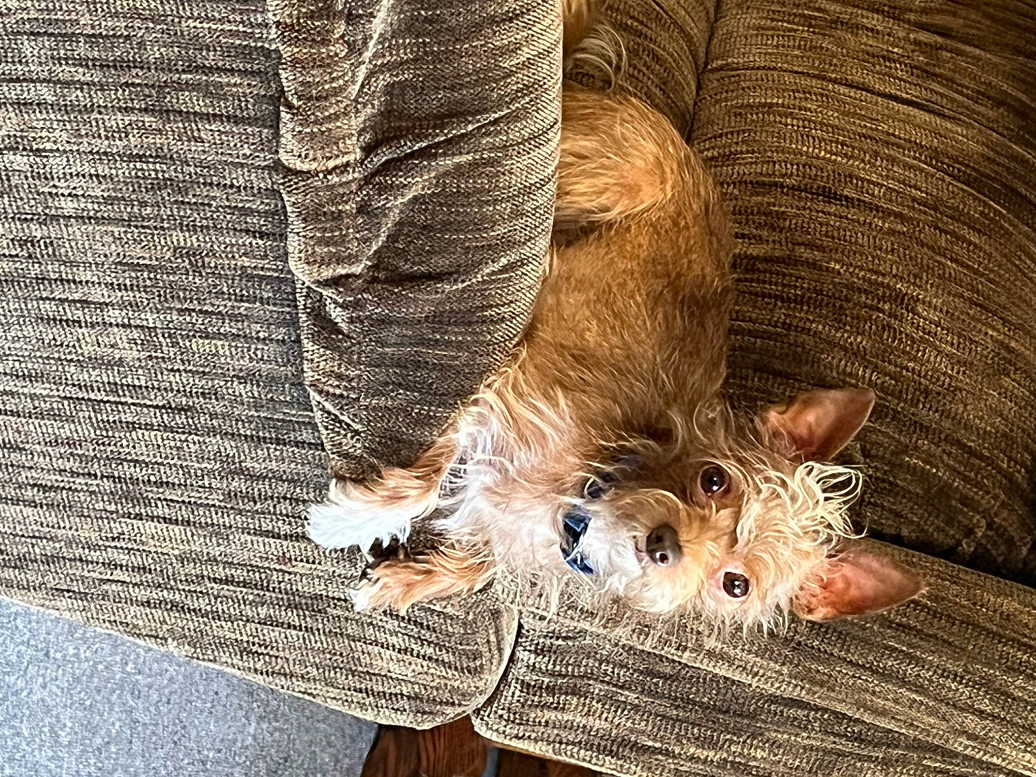 Stiles is registered to the contest to win money with this photo: carnivore, cat, denim, domestic_short_haired_cat, fawn, felidae, foot, fur, grass, human_leg, pattern, paw, small_to_medium_sized_cats, tail, textile, thigh, toe, whiskers, wood, wool