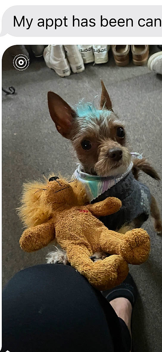 Stiles joined the competition — help win amazing prizes! carnivore, companion_dog, dog, dog_breed, fawn, fur, liver, livestock, mammal, photograph, photography, plush, snout, stuffed_toy, teddy_bear, terrestrial_animal, terrier, toy, toy_dog, working_animal