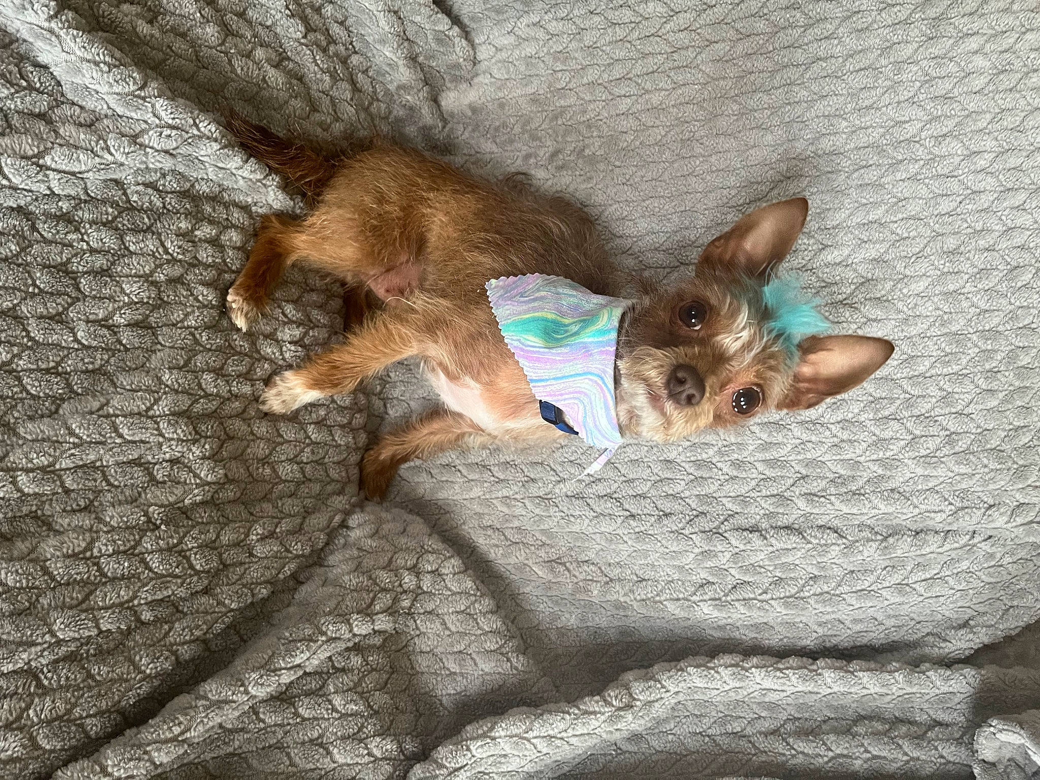 Stiles joined the competition — help win amazing prizes! carnivore, cat, claw, comfort, companion_dog, dog_breed, domestic_short_haired_cat, fawn, felidae, fur, paw, small_to_medium_sized_cats, snout, tail, terrestrial_animal, tree, trunk, whiskers, wildlife, wood