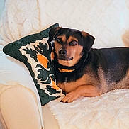 Molly joined the competition — help win amazing prizes! dog, pet, sofa, cushion, pillow, blanket, living_room, indoor, fur, paw, collar, face, eyes, nose, relaxed, cozy, portrait, furniture, textile, home_decor