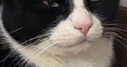 Meeko joined the competition — help win amazing prizes! animal, background, black_and_white, cat, close_up, cute, domestic, ears, expression, face, feline, fur, indoor, mammal, nose, pet, portrait, relaxed, resting, whiskers