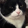 Meeko joined the competition — help win amazing prizes! cat, black_and_white, feline, pet, animal, whiskers, ears, nose, face, fur, indoor, resting, close_up, cute, mammal, domestic, portrait, relaxed, expression, background