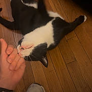 Meeko is registered to the contest to win money with this photo: animal, black_and_white, cat, claw, cute, domestic, footwear, fur, hand, indoor, interaction, nibbling, paw, person, pet, playful, relaxed, shoe, whiskers, wooden_floor