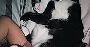 Meeko is registered to the contest to win money with this photo: cat, sleeping, bed, blanket, pillow, person, arm, silk, pink, black_and_white, fur, whiskers, cozy, indoor, resting, cute, pet, animal, comfort, night
