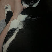 Meeko is registered to the contest to win money with this photo: cat, black_and_white, sleeping, lap, hand, cozy, indoor, pet, animal, feline, resting, comfort, human, affection, closeup, domestic_cat, relaxation, quiet, soft, companionship