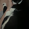 cat, black_and_white, sleeping, lap, hand, cozy, indoor, pet, animal, feline, resting, comfort, human, affection, closeup, domestic_cat, relaxation, quiet, soft, companionship