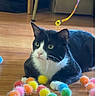 Meeko joined the competition — help win amazing prizes! cat, black_and_white_cat, pet, feline, animal, indoor, wooden_floor, colorful, pom_pom_balls, toy, playful, fur, whiskers, ears, paws, curious, domestic, close_up, laying_down, household