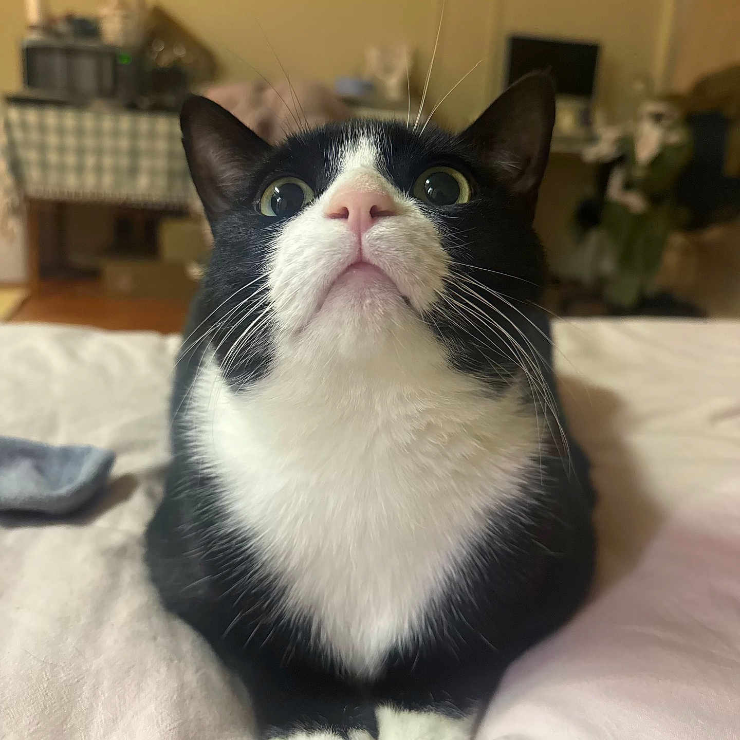 Meeko joined the competition — help win amazing prizes! cat, tuxedo_cat, pet, indoor, bed, curious, close_up, whiskers, pink_nose, fur, animal, domestic_cat, resting, cute, eyes, soft, cozy, feline, portrait, black_and_white