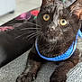 Blackie participe au concours pour gagner de l'argent avec cette photo : animal, black_cat, blue_harness, close_up, curious, cute, domestic_cat, feline, fur, indoor, kitten, looking_away, paw, pet, relaxed, soft_focus, texture, whiskers, yellow_eyes, young_cat