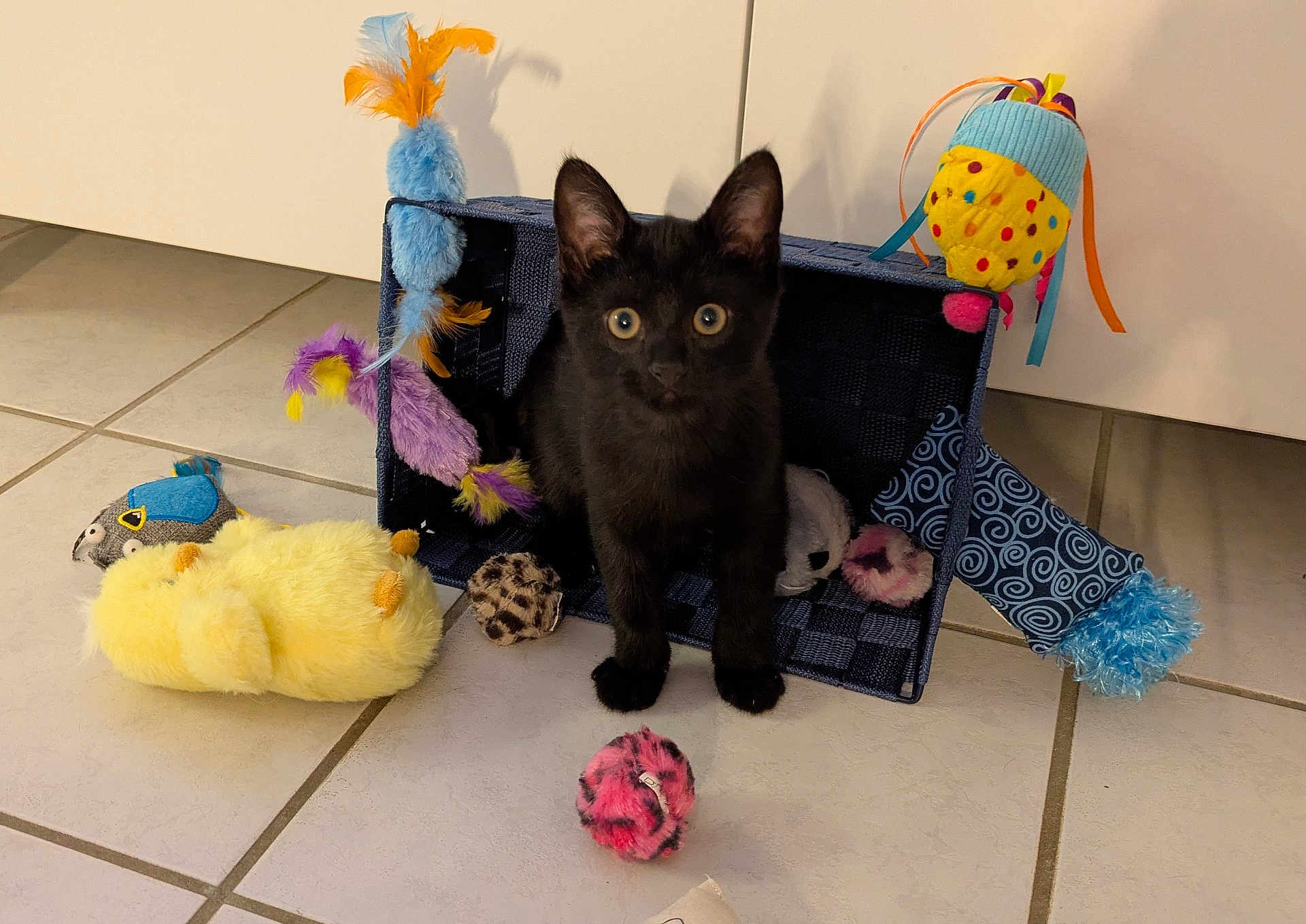 Blackie a rejoint le concours — aidez-le/la à gagner de superbes lots ! animal, black_kitten, blue_basket, cat, colorful, curious, cute, domestic_animal, feline, floor, fluffy_toy, indoor, kitten, pet, playful, small, soft_toy, tiled_floor, toy, wide_eyes