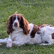 Taya a rejoint le concours — aidez-le/la à gagner de superbes lots ! animal, brown_and_white, canine, companion, daylight, dog, ears, field, fur, grass, lying_down, mammal, nature, outdoor, pet, relaxed, resting, snout, summer, tail