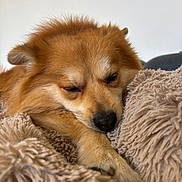 Ibiza participe au concours pour gagner de l'argent avec cette photo : dog, sleeping, fluffy, blanket, cozy, resting, fur, closeup, pet, animal, cute, relaxing, indoors, snuggled, soft, warm, calm, mammal, paw, face