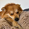dog, sleeping, fluffy, blanket, cozy, resting, fur, closeup, pet, animal, cute, relaxing, indoors, snuggled, soft, warm, calm, mammal, paw, face