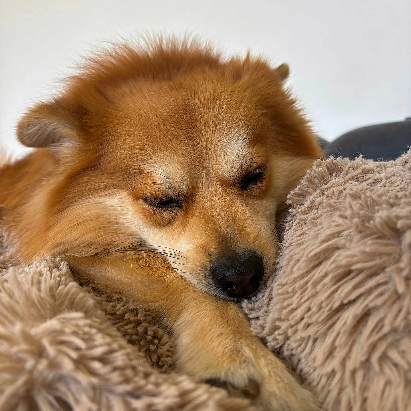 Ibiza participe au concours pour gagner de l'argent avec cette photo : dog, sleeping, fluffy, blanket, cozy, resting, fur, closeup, pet, animal, cute, relaxing, indoors, snuggled, soft, warm, calm, mammal, paw, face