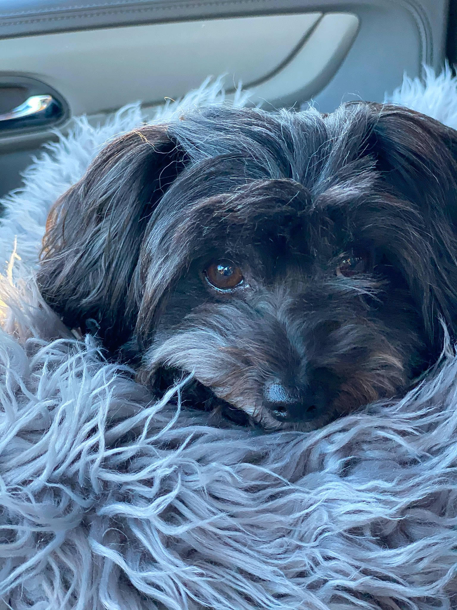 Sully is registered to the contest to win money with this photo: automotive_tire, canidae, carnivore, circle, companion_dog, dog, dog_breed, electric_blue, fur, liver, puppy, small_terrier, snout, sporting_group, terrier, toy_dog, water_dog, working_animal
