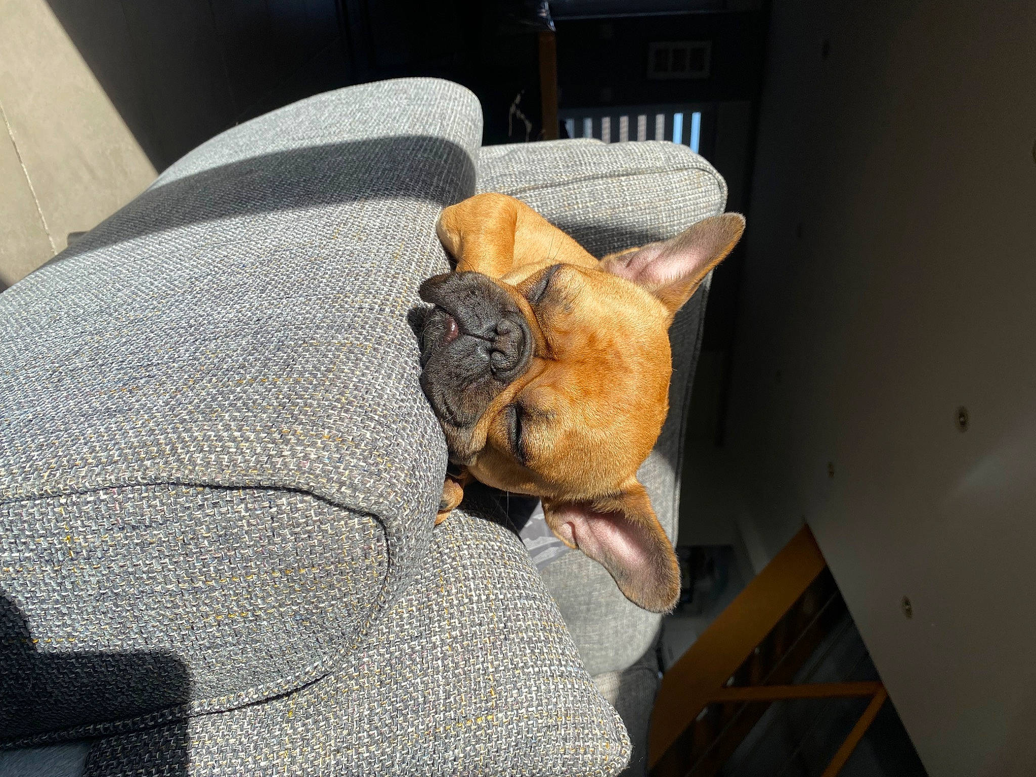 Ruby participe au concours pour gagner de l'argent avec cette photo : bulldog, canidae, carnivore, comfort, companion_dog, couch, dog_breed, domestic_short_haired_cat, ear, fawn, felidae, fur, small_to_medium_sized_cats, snout, sporting_group, stuffed_toy, tail, textile, whiskers, wrinkle