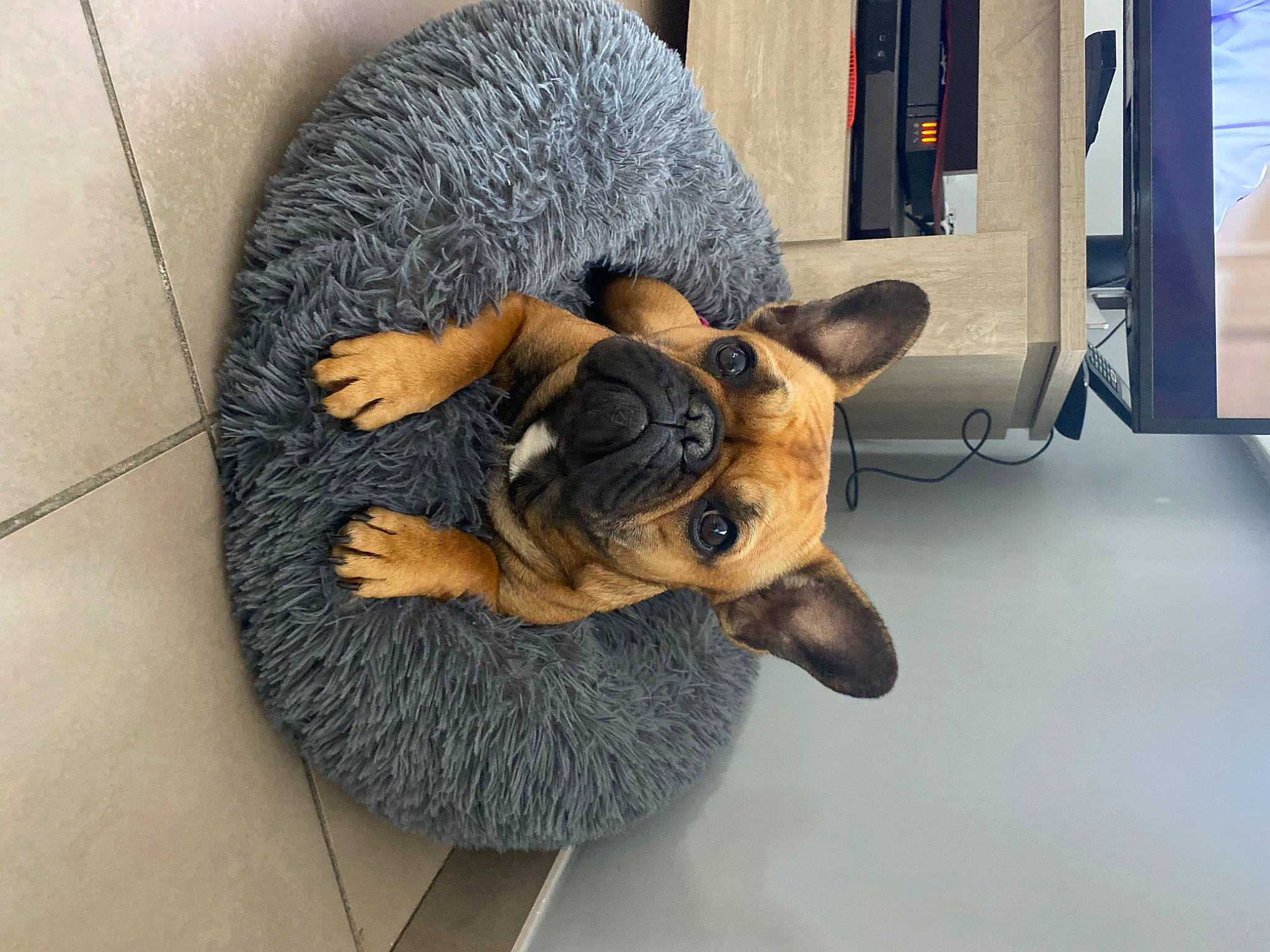 Ruby a rejoint le concours — aidez-le/la à gagner de superbes lots ! canidae, carnivore, collar, companion_dog, dog, dog_breed, ear, eye, fashion_accessory, fawn, felidae, flooring, fur, snout, sporting_group, tail, toy_dog, whiskers, wool, working_animal