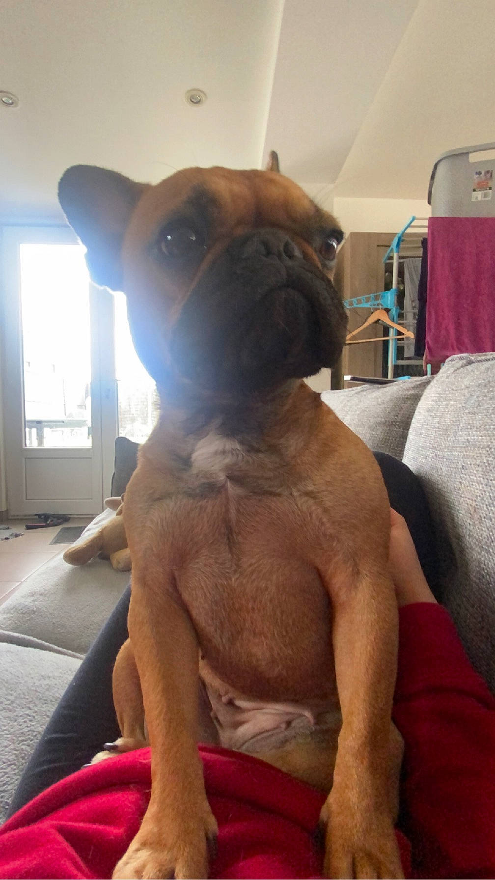 Ruby participe au concours pour gagner de l'argent avec cette photo : abdomen, canidae, carnivore, chest, comfort, companion_dog, dog, dog_breed, dog_collar, elbow, fawn, pug, snout, sporting_group, toy_dog, trunk, whiskers, window, working_animal, wrinkle