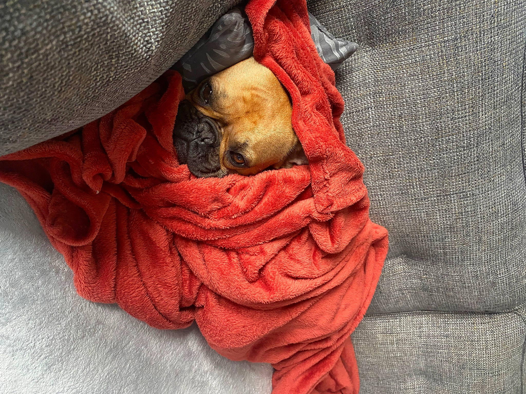 Ruby participe au concours pour gagner de l'argent avec cette photo : canidae, carmine, carnivore, comfort, companion_dog, dog, dog_breed, fawn, felidae, fur, grey, linens, liver, orange, peach, red, sleeve, textile, wood, wrinkle