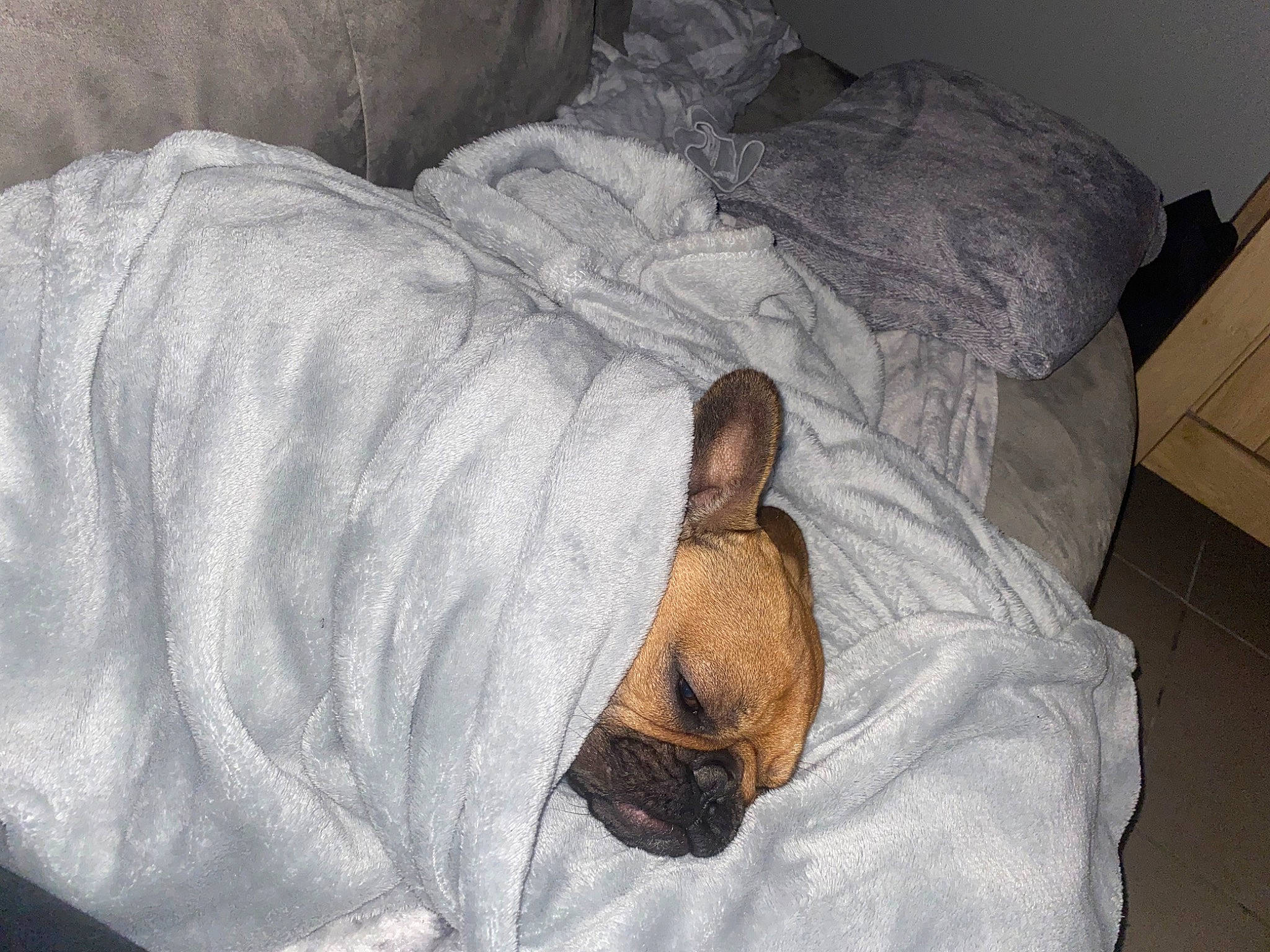 Ruby participe au concours pour gagner de l'argent avec cette photo : bedding, bulldog, canidae, carnivore, comfort, companion_dog, dog, dog_breed, duvet, fawn, linens, nap, non_sporting_group, puppy, sleep, snout, sporting_group, terrier, toy_dog, wrinkle