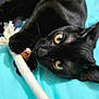 black_cat, cat, pet, animal, playful, toy, rope, close_up, indoor, feline, whiskers, yellow_eyes, curious, lying_down, cute, domestic_cat, claws, fur, bed_sheet, looking_at_camera