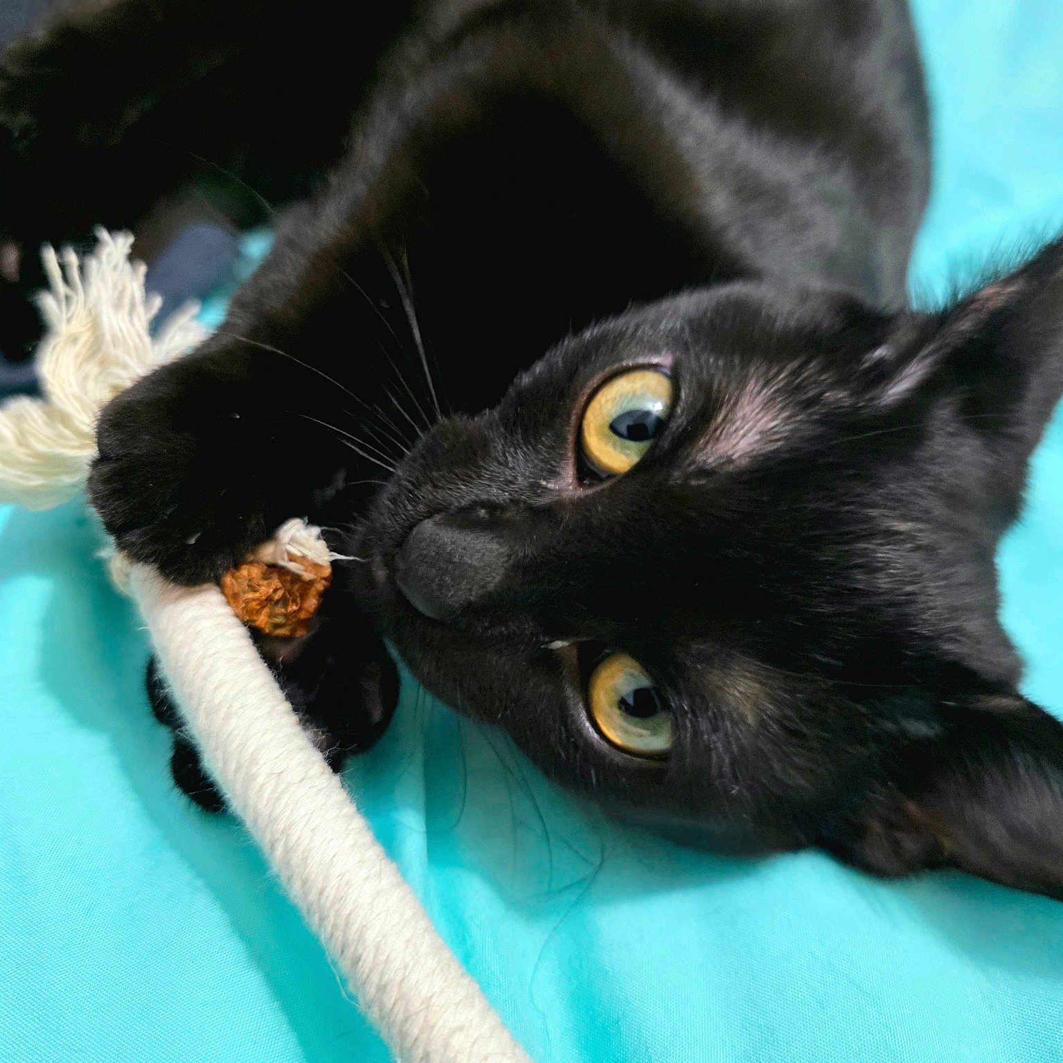 Mae Mae joined the competition — help win amazing prizes! animal, bed_sheet, black_cat, cat, claws, close_up, curious, cute, domestic_cat, feline, fur, indoor, looking_at_camera, lying_down, pet, playful, rope, toy, whiskers, yellow_eyes
