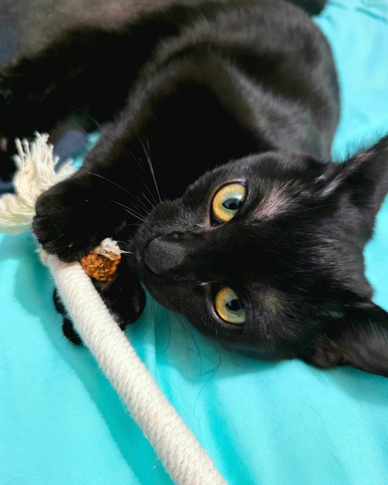 Mae Mae joined the competition — help win amazing prizes! black_cat, cat, pet, animal, playful, toy, rope, close_up, indoor, feline, whiskers, yellow_eyes, curious, lying_down, cute, domestic_cat, claws, fur, bed_sheet, looking_at_camera