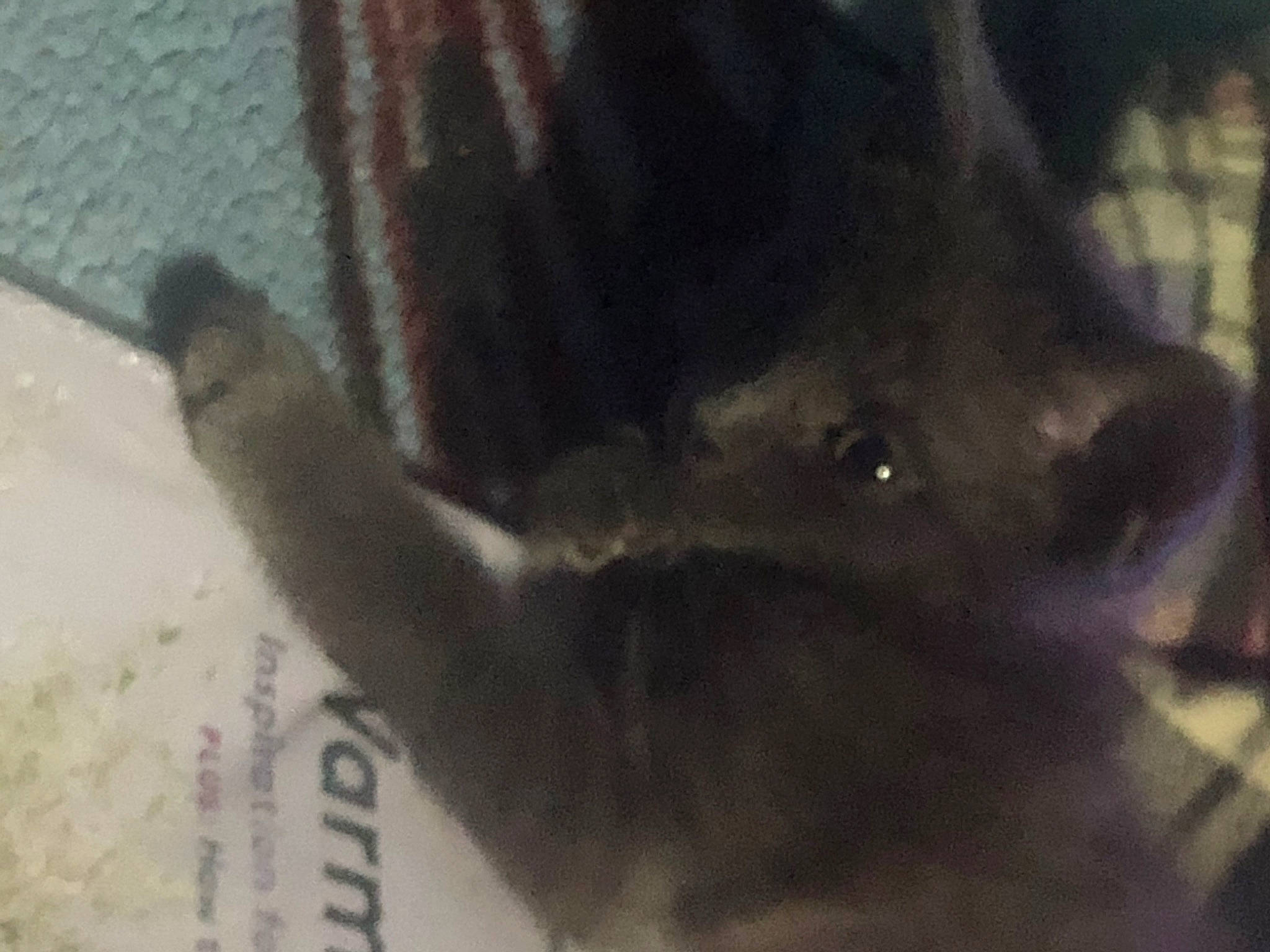 Heyhey is registered to the contest to win money with this photo: cat, fawn, felidae, nose, snout, tail, whiskers