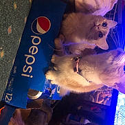 Happyfeet And Simone joined the competition — help win amazing prizes! canidae, carnivore, companion_dog, dog_breed, fawn, puppy, sporting_group