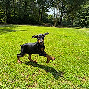 Princess Lala is registered to the contest to win money with this photo: animal, backyard, black_coat, doberman, dog, ears, grass, lawn, motion, outdoor, pet, playing, puppy, running, shadow, summer, sunny, tan_markings, trees, young