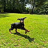 animal, backyard, black_coat, doberman, dog, ears, grass, lawn, motion, outdoor, pet, playing, puppy, running, shadow, summer, sunny, tan_markings, trees, young