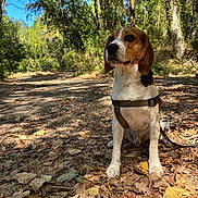 Scooby participe au concours pour gagner de l'argent avec cette photo : dog, beagle, forest, autumn, leaves, path, outdoor, nature, sunlight, trees, animal, pet, sitting, brown, white, harness, canine, walking, daylight, scenery
