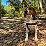 dog, beagle, forest, autumn, leaves, path, outdoor, nature, sunlight, trees, animal, pet, sitting, brown, white, harness, canine, walking, daylight, scenery