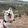 Luna joined the competition — help win amazing prizes! dog, white_dog, blue_eyes, pink_tongue, hiking, mountains, rocky_trail, city_view, outdoor, nature, pet, happy, canine, bandana, leash, harness, smiling, desert, sky, daylight