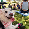 Luna is registered to the contest to win money with this photo: dog, white_dog, blue_eyes, tongue_out, bandana, dog_booties, grass, people, picnic, outdoor, sunny, shade, canopy, relaxing, park, happy, smiling_dog, background, footwear, leisure