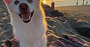 Luna is registered to the contest to win money with this photo: dog, white_dog, beach, sunset, sand, blanket, sandal, ocean, birds, people, happy, smiling, sun, sky, waves, outdoor, nature, vacation, summer, relaxation